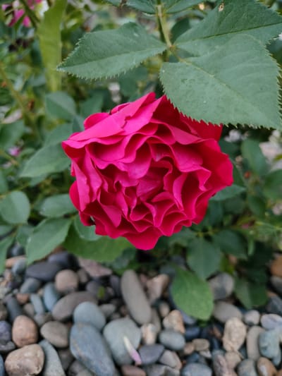 This media file is a close-up, slightly angled shot of a vibrant fuchsia rose in full bloom. The rose is densely packed with ruffled petals, creating a swirling, textured appearance. It is set against a backdrop of lush green rose leaves, some of which have serrated edges. Below the rose and leaves, the ground is covered in a layer of smooth, rounded pebbles in various shades of gray, brown, and blue. A few faint, out-of-focus pink elements are visible in the upper left background, possibly other flowers or petals. The lighting suggests it could be daytime, with diffused light, perhaps indicating an overcast sky or shade. The setting appears to be a garden or outdoor area with a pebble ground cover. There is no visible text in the image. The overall mood is one of natural beauty and tranquility, focusing on the intricate details of the rose and its immediate surroundings.