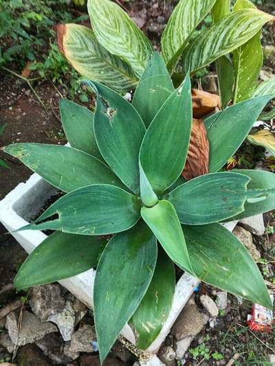 This close-up shot features a vibrant green plant, possibly an Agave species, centrally placed in a white, square-shaped planter. Its broad, succulent-like leaves are arranged in a dense rosette pattern, with new growth emerging from the center. Some of the older leaves show minor imperfections, including small holes and slightly discolored tips. Traces of water droplets or dew are visible on some leaf surfaces.
The planter, which appears to be made of concrete or a similar material, is surrounded by loose soil, small rocks, and scattered pieces of debris, possibly broken concrete. In the background, behind the main plant, are larger leaves from another plant species, characterized by their variegated green and light green striped or mottled patterns, possibly an Aglaonema. Some dried, brown leaves and organic matter are visible both on the ground and tucked between the plants.
The scene depicts an outdoor setting, likely a garden or yard at the Nebilver (Tegal) Admin Centre in Papua New Guinea. The lighting is soft and diffuse, suggesting an overcast day or a shaded area during daytime hours. No specific activity is occurring; it's a static depiction of horticulture. A notable detail on the ground to the lower right of the planter is a small red and white cigarette pack, with the brand name "Marlboro" clearly visible on its side.