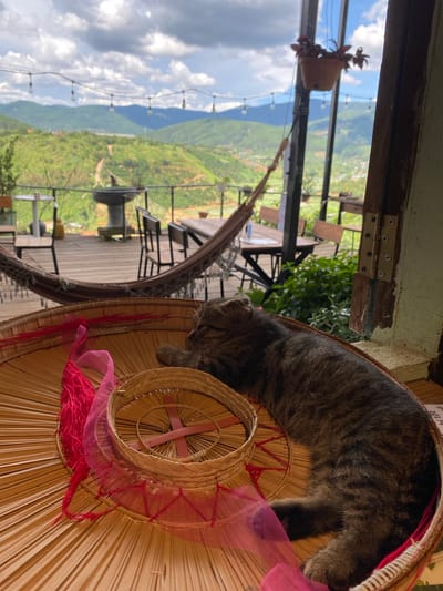 A tabby cat is sleeping curled up on a conical hat, which is decorated with pink ribbon and yarn. The hat is made of woven straw and is sitting on a wooden surface. In the background, a lush green mountainous landscape is visible under a bright, cloudy sky. String lights are hanging across the scene, and a small potted plant with dark red leaves is suspended from a wire. The overall scene suggests a peaceful, outdoor setting, possibly a cafe or guesthouse balcony, in Thôn 3, Vietnam, during the daytime. The cat appears relaxed and comfortable in its unusual sleeping spot. There is a sign with some text on it near the top right of the image, but it is largely illegible.
