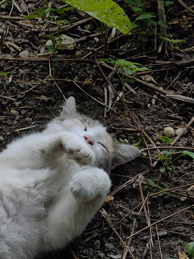 A white and grey kitten is sleeping on its back on the ground. The kitten is curled up with its paws tucked in. The ground is covered in dirt, small stones, and dried leaves and twigs. There are also a few small green plants growing in the dirt. In the background, there is a large green leaf. The scene is outdoors and appears to be in a natural setting. There is no indication of the kitten's location in the city of Зуйское сельское поселение, Ukraine.