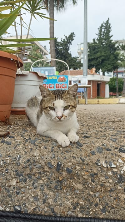A domestic short-haired cat with white and brown fur is lying on a gravelly surface in front of a potted plant. The cat has green eyes and is looking at the camera. In the background, there are trees, buildings, and a sign that reads "KAPTAN Bici Bici". The environment appears to be outdoors, possibly in a park or street, with cloudy skies overhead. The overall scene is still and quiet, with the cat being the central focus.