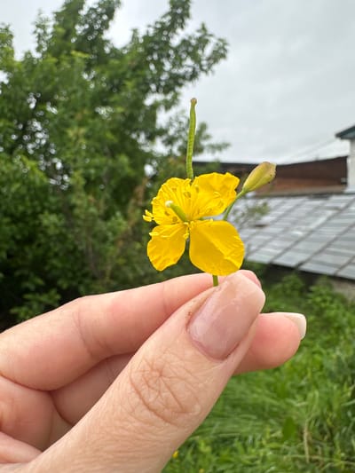 In Yaroslavka, Russia, a close-up, eye-level shot captures a person's hand delicately holding a single, vibrant yellow flower. The flower, with its four delicate petals and a thin green stem, is the focal point, positioned in the upper-middle of the frame. The hand, with neatly manicured nails, gently cradles the bloom, suggesting a moment of appreciation for nature. In the background, lush green foliage and trees create a natural backdrop, hinting at a rural or park-like setting. A building with a grey, tiled roof is visible further back, suggesting the presence of civilization amidst the greenery. The sky above is overcast, with a diffused light that softens the overall scene.