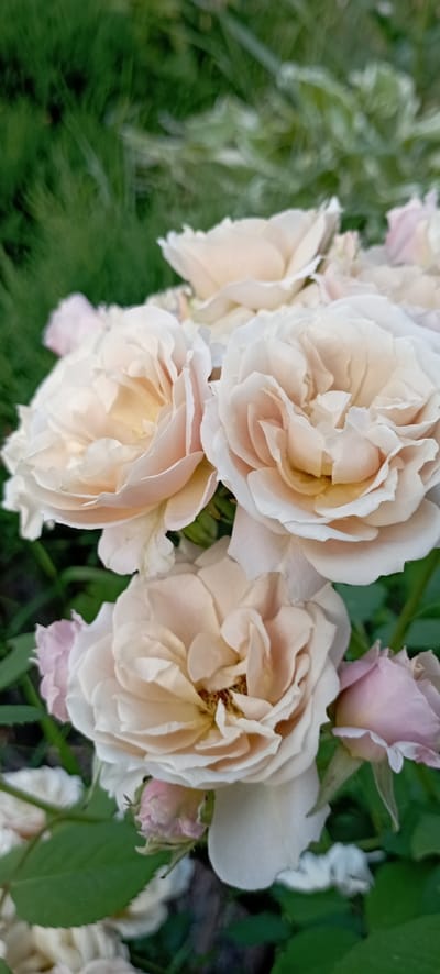 The image shows a close-up of several light pink and cream-colored roses in bloom. The roses have many delicate petals, some with a slightly ruffled edge. The background consists of blurred green foliage, suggesting an outdoor garden setting. There are also a few small pink rosebuds visible. The lighting indicates it is likely daytime, and the overall impression is one of natural beauty and tranquility. The location is noted as Radisne, Ukraine.
