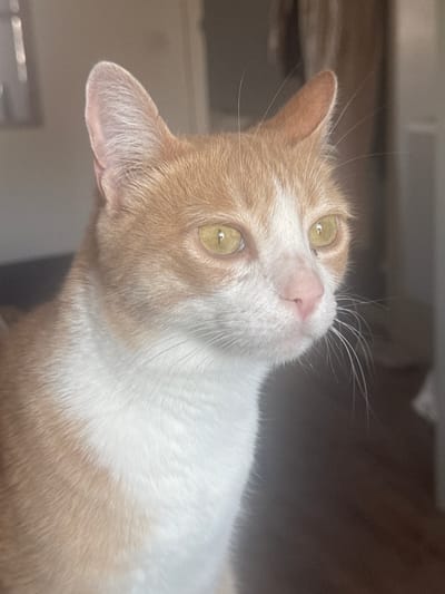 A close-up, slightly rotated image shows a cat with orange and white fur. The cat has yellowish-green eyes and a pink nose. The fur is short and dense. The background is out of focus and appears to be a mix of light and dark shades, possibly indicating a room or window. The location in Wattrelos, France is not identifiable from the image.