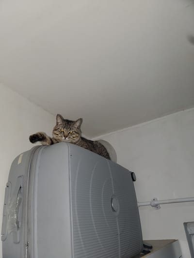 This image captures a curious tabby cat with striking yellow eyes, peeking out from behind a grey hard-shell suitcase in an indoor setting. The photograph is taken from a low, upward-looking angle, giving the impression that the cat and suitcase are positioned above the viewer. The cat's head is slightly tilted, and one paw is extended forward, conveying a sense of playful curiosity or watchful observation.

The background consists of plain white walls and a ceiling, typical of an interior space. A white pole or pipe is visible attached to the wall in the upper right, near what appears to be a light-colored shelf or furniture surface. The grey suitcase, featuring a textured, ribbed design and a circular central detail, dominates the right side of the frame. It appears to be slightly open or positioned such that the cat is emerging from within or behind it.

The lighting suggests an indoor environment, likely under artificial light, as there are no distinct shadows indicative of natural daylight. The overall scene depicts a common cat behavior of exploring enclosed spaces or observing its surroundings from an unexpected vantage point. This moment, captured in an indoor setting in Curitiba, Brazil, highlights the cat's inquisitive nature. No visible text is present in the image.