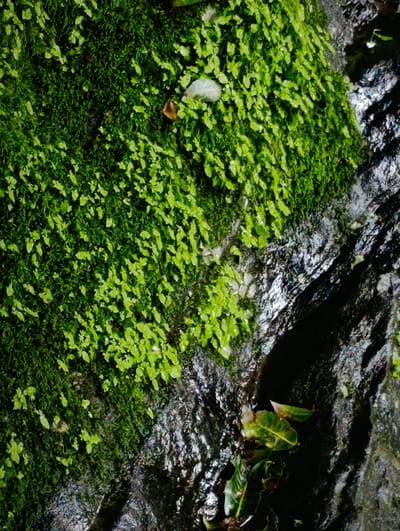 The image displays a close-up view of moss and some small green leaves growing on a wet, dark, and textured surface, likely a rock or a damp wall. The moss is predominantly a vibrant green, with some lighter green newer growth interspersed. There are a few fallen leaves, some appearing brown and dry, others green and glossy. The wet surface exhibits a glossy sheen and reflects light in various areas, creating highlights and dark shadows that emphasize its texture. The overall scene suggests a natural, humid environment. The provided context "location in the city of Bahang, India" is not visually represented in the image itself, as there are no identifiable landmarks or urban elements.
