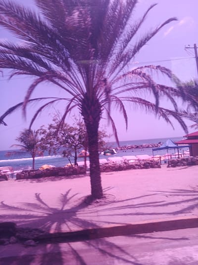 This image depicts a vibrant beach scene in Macuto, Venezuela, bathed in a purple hue, suggesting either an artistic filter or unusual lighting conditions. The foreground is dominated by the textured sand and the dramatic, star-shaped shadow of a palm tree, cast by an unseen sun. Another palm tree stands tall on the left, its fronds reaching towards the sky.
Beyond the sand, a stone wall separates the beach area from the ocean. The tranquil blue water of the sea stretches to the horizon, meeting a light purple sky. A rocky breakwater juts into the water, and several people can be seen enjoying the beach, some lounging under umbrellas and beach chairs. Structures like a blue tent and a red-roofed building hint at amenities for beachgoers. In the distance, a small boat or watercraft is visible near a slide. The overall impression is one of a relaxed and inviting tropical destination. The time of day appears to be daytime, with ample sunlight creating the prominent shadows. The weather seems pleasant, with calm seas and a clear sky. There is no visible text in the image.