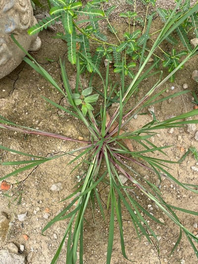 The image shows a patch of ground in Benuaraja, Indonesia, with dry, cracked soil scattered with small stones and bits of brick. A cluster of green grass with reddish-purple stems grows in the center, fanning out across the ground. To the left, a portion of a large, rough-textured, light-colored object, possibly a weathered stone statue or container, is visible. Several smaller green plants with feathery leaves are scattered around the grass. The scene appears to be outdoors, possibly in a garden or unkempt area.