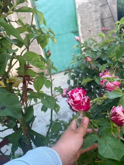 The image depicts a person's hand holding a rose with red and white variegated petals. The rose is part of a rose bush with green leaves and thorny stems. In the background, there's a wall with what appears to be green painted ground underneath. The location is Lozarevo, Bulgaria.