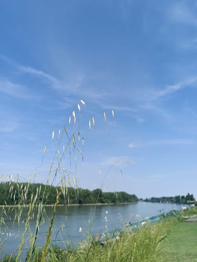 The image captures a tranquil outdoor scene in Pieve Saliceto, Italy, under a clear, bright blue sky with scattered wispy white clouds. The foreground features several stalks of tall, slender grass-like plants, possibly wild oats (Avena species), characterized by elongated, drooping spikelets. These spikelets display shades of pale green to light yellowish-white, reflecting sunlight, and are in sharp focus, particularly those central to the frame.
Behind the foreground foliage, a wide, calm river flows horizontally across the midground, reflecting the blue sky. Its surface shows minor ripples. The distant left bank is lined with a dense growth of lush green deciduous trees, forming a continuous, verdant band. On the immediate right bank, behind the foreground plants, a small, red-and-white striped object, resembling a fishing bobber or marker buoy, floats in the water. Further along the right bank, partially obscured by more green grass, are indistinct green structures that appear to be small boats or parts of a dock. The river extends into the background, flanked by trees, under the expansive blue sky. No people are visible.