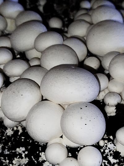 This image displays a dense cultivation of numerous *Agaricus bisporus* (button mushrooms) in Klenovik, Bulgaria. The scene features a multitude of white to off-white, spherical to hemispherical mushroom caps of various sizes, ranging from approximately 1 cm to 5 cm in diameter. They emerge from a dark, granular growing medium, which is visible as a textured, irregular black and white substrate. The mushrooms are tightly clustered and overlapping, with individual caps exhibiting a relatively smooth, slightly textured surface. Minor dark specks are present on some cap surfaces. The illumination highlights the mushrooms against the darker background, suggesting an artificial or controlled cultivation environment. No human figures or overt actions are present.