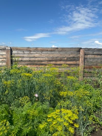The image shows a close-up view of a garden in Maksimovshchina, Russia, on a clear day. A rustic wooden fence made of horizontal logs forms the backdrop. In front of the fence, lush green foliage fills the foreground, dominated by dill plants with their characteristic feathery leaves and clusters of small yellow flowers. There is also a single pink cosmos flower visible amongst the greenery. The sky above is a vibrant blue with scattered white clouds. The scene appears to be a quiet, natural setting within a rural or suburban area.