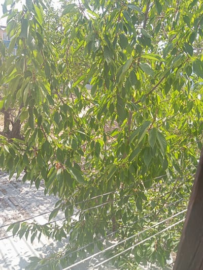 The image captures a sun-drenched scene dominated by a lush green cherry tree in Nurabad, Uzbekistan. The tree's branches are laden with vibrant, elongated leaves, creating a dense canopy that filters the sunlight, casting dappled shadows on the ground below. Visible through the foliage are glimpses of a building with blue and white paint, suggesting a residential area. The ground appears to be covered with a corrugated metal surface, possibly a roof or a walkway, interspersed with dry leaves and debris. Several thin wires, likely for utility or communication, are stretched across the lower portion of the frame, running horizontally through the leaves. The overall impression is one of a tranquil, outdoor setting in a rural or semi-urban environment within Nurabad.