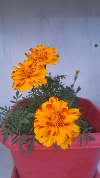 In this close-up, high-angle shot, three vibrant marigold flowers, bursting with shades of yellow and deep orange, are the primary subjects. They are nestled within a bright red pot, which takes up the right side of the frame. The flowers are in full bloom, their intricate petals unfurling towards the viewer. The greenery of the marigold plants provides a lush backdrop, with delicate, feathery leaves.
The setting appears to be outdoors, given the natural lighting, though the background is a soft, muted grey, possibly a wall or a paved surface. The image is oriented vertically, with the flowers pointing upwards. The lighting suggests it might be daytime, with soft, diffused light, perhaps early morning or late afternoon. There are no people or animals visible. The overall mood is one of natural beauty and simple elegance. The location context of Sülüktü, Kyrgyzstan, is not visually evident within the frame itself. There is no visible text in the image.