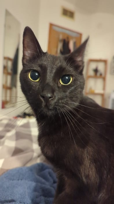 A black cat with large, round yellow eyes dominates the frame, tilting its head inquisitively. Its whiskers are long and white, contrasting against its dark fur. The cat appears to be indoors. The background is slightly blurred, showing shelves and a picture frame. The cat is lying on a bed. The image is somewhat tilted, adding to the playful and curious nature of the feline.
