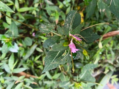 A pink flower blossoms amidst green foliage. The leaves exhibit varying shades of green, with some showing signs of wear and tear, featuring holes and ragged edges. A bud is visible beside the flower, promising future blooms. The plant life is densely packed, creating a textured backdrop of green and brown hues.