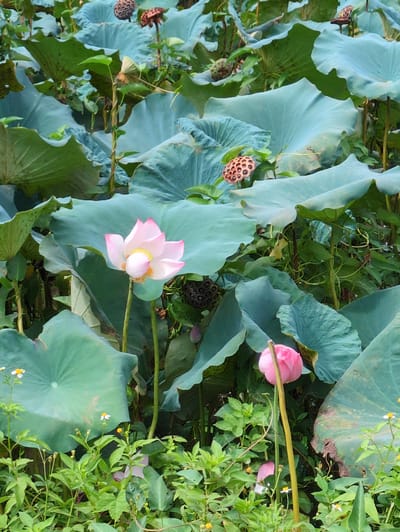 A close-up, eye-level shot captures a dense cluster of lotus plants in a natural setting, likely a pond or marsh, in Sơn Dương Commune, Vietnam. The dominant subjects are large, green lotus leaves, some appearing smooth and waxy, others showing signs of age with slightly curled edges and brown blemishes. Several lotus seed pods, characterized by their distinctive honeycomb-like appearance with visible seeds, are interspersed among the leaves, some appearing dried and brown, while others are a lighter pinkish-brown.

Two lotus flowers are prominent. The first, located slightly left of center and in mid-bloom, displays delicate pink petals with white edges, surrounding a bright yellow stamen. Its stem is a vibrant green. A second, larger pink lotus bud, still tightly closed, stands tall to the right, its stem thick and a pale green. Scattered throughout the foreground are smaller, delicate green plants and a few tiny white wildflowers with yellow centers. The overall impression is one of lush, verdant growth, showcasing the natural beauty of the lotus plants in their habitat.