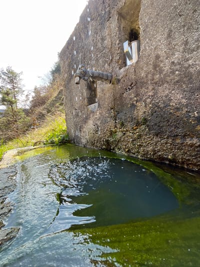 This image captures a weathered, functional public water source in Srednogortsi, Bulgaria. A roughly hewn, textured concrete or stone wall forms the central structure, from which a galvanized metal pipe extends horizontally, terminating in a spigot that drips water into a concrete basin below. White, vertical streaks, consistent with mineral deposits or remnants of ice, are visible on the wall above the pipe. A polished metallic cup or small pitcher is lodged within a rectangular niche carved into the wall, positioned above and to the right of the spigot. The concrete basin is filled with dark green water, indicating significant algal growth on its submerged surfaces, and the dripping water creates concentric ripples and aeration on the surface. Behind the wall and to the left, sparse vegetation includes tall, dry grasses, bare deciduous shrubs, and several evergreen pine trees under a bright, possibly hazy sky.