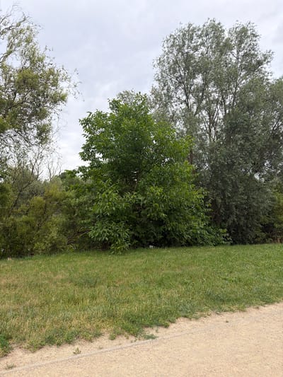 This media file displays a scenic outdoor view of trees, grass, and a gravel path. The scene is dominated by lush green foliage from various trees and shrubs, some with dense, broad leaves and others with finer, more wispy branches. A well-maintained strip of green grass runs alongside a light-colored gravel path, suggesting a park or recreational area. The path appears to be a walking or cycling trail.
The time of day is difficult to ascertain precisely, but the overcast sky suggests it might be a cloudy day or late afternoon. The lighting is diffused, with no harsh shadows. The weather appears to be mild, suitable for outdoor activities.
The location context provided is Szczecin, Poland. While there are no explicit text elements or identifiable landmarks within the image, the overall setting evokes a peaceful, natural environment common in European parks. There are no people or specific objects to note, making it a purely landscape-focused image. The emphasis is on the natural elements, creating a serene and tranquil atmosphere.