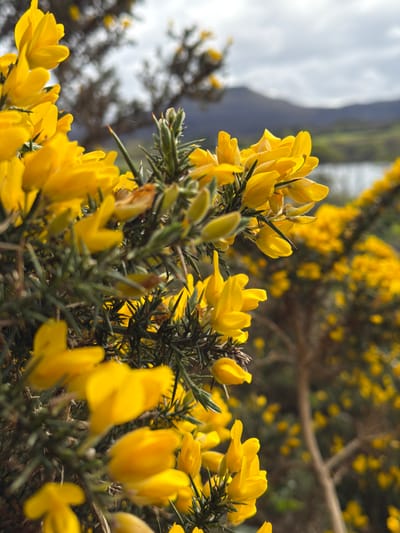Close-up image of vibrant yellow gorse flowers in full bloom, with sharp thorns among the green foliage. The background features blurred vegetation and a glimpse of a grey, partly cloudy sky, suggesting an outdoor setting. The specific location is within the city of Dunvegan, United Kingdom. No people are visible.