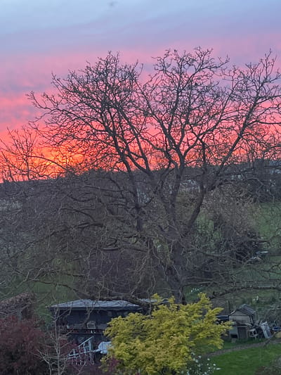The image shows a landscape scene at dusk or dawn, likely taken in Foetz, Luxembourg. A large, bare tree dominates the left side of the frame, its branches silhouetted against a vibrant sky of pink, orange, and blue hues. To the right of the tree, the environment consists of a garden or yard area with green grass and various shrubs. A structure, possibly a shed or small building, can be seen nestled amongst the foliage. Garden furniture, including chairs and tables, is discernible near the building. The overall scene evokes a serene and peaceful atmosphere, likely captured during twilight.