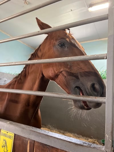 A brown horse is seen in a stable, its head and upper body visible through metal bars. The horse is facing towards the right of the frame, with its mouth slightly open, revealing its teeth and tongue. Its mane is braided and hangs over its neck. The background of the stable appears to be a light blue wall with a depiction of grass. The floor of the stable is covered in straw. A yellow sign with a black border and an image of a horse's head is visible on the lower left side of the frame. The lighting in the stable appears to be from overhead fluorescent lights. The location is identified as Kurtsevo (Kovriginskii S/S), Russia.