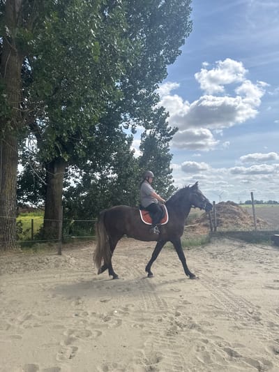 A person is riding a black horse in an outdoor arena. The rider is wearing a helmet and light-colored clothing. The horse has an orange-brown saddle. The arena has a sandy surface, with tire tracks and hoof prints visible. The background includes a large tree with green foliage, a fence, a field, and a cloudy sky. The scene is likely located near Estaimpuis, Belgium, based on visual cues, but precise GPS coordinates are impossible to determine from the image alone.