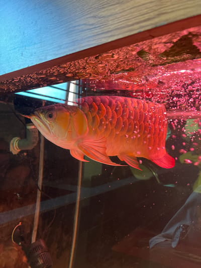 A large, reddish-orange arowana fish is prominently displayed in profile within a glass aquarium. The fish exhibits large, distinct reddish-orange scales across its body and fins, with two barbels extending from its lower jaw. The water is actively aerated, evidenced by numerous small bubbles concentrated near the surface and along the fish's dorsal aspect. A strong pinkish-red light source illuminates the water, imparting a vibrant hue. The upper edge of the aquarium is bordered by a brown, possibly wooden, frame, above which a light blue tarp or cover is visible. Inside the aquarium, a light-colored PVC pipe section and a black pump or filter unit are present in the lower-left quadrant. The background external to the aquarium is dark and indistinct, containing vague reflections and minimal structural elements. The image contains no visual information to determine a specific location within the city of Garut, Indonesia.