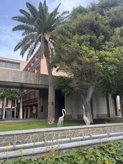 The image depicts a view in Las Palmas, Spain. The scene captures two prominent trees: a large, leafy tree and a palm tree. The buildings in the background have a distinct architectural style. Two statues of heron-like birds stand on a grassy area adjacent to a stone-lined drainage ditch with yellow flowers growing along its edge.
