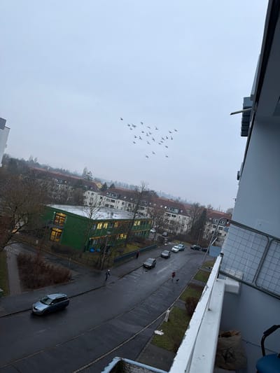 From an elevated perspective, a cloudy sky hosts a flock of birds. Below, a street lined with parked cars runs between apartment buildings and trees. A green building stands out, its windows illuminated. The scene is framed by the edge of a balcony, complete with a wire mesh railing and a sack. The overcast conditions lend a muted palette to the urban landscape.