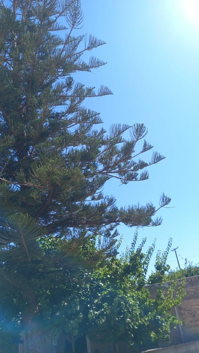 In Platani, Greece, on a bright, sunny day, a large evergreen tree with needle-like foliage dominates the left side of the frame, its branches reaching upwards and towards the right. The tree's dense green needles contrast with the clear, light blue sky. In the lower portion of the image, a cluster of leafy green trees forms a dense, verdant mass, partially obscuring the view of a light-colored wall and some structures behind them. A utility pole with wires is visible in the far right background. The scene depicts an outdoor environment with lush vegetation under a clear sky.