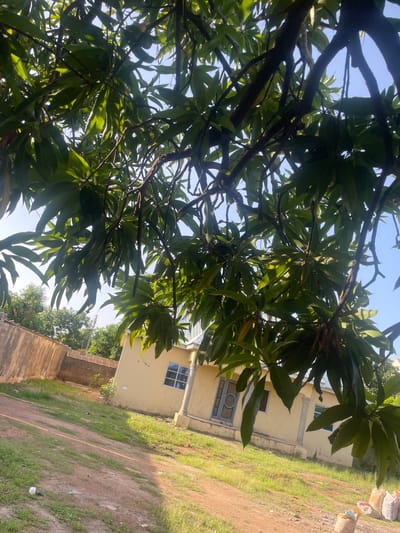 A photograph taken from a low angle looks up through the branches and leaves of a tree towards a clear blue sky. The tree's dark branches and lush green leaves fill much of the frame, obscuring the background in places. To the right of the frame, a pale yellow building with white trim and a dark-colored door is partially visible. One window with a grid pattern is visible on the building. In front of the building is a grassy area with some bare patches of earth. A low concrete wall runs along the bottom right of the image, and a taller, brick wall is visible in the lower left. Several large bags, possibly containing building materials, are stacked near the building on the right. The scene appears to be outdoors during daylight, with bright sunlight casting shadows through the leaves. The location is Wauro Jabbe, Nigeria.