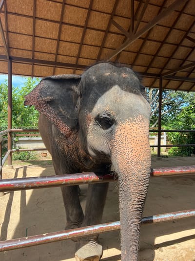 A close-up, eye-level shot shows the head and upper body of an elephant in an outdoor enclosure. The elephant's large, wrinkled trunk fills the right side of the frame, extending towards the viewer. Its right eye is visible, and the skin on its face is a mix of dark grey and pinkish-orange with dark spots. The elephant's large ear, with its distinctive shape and dotted texture, is visible on the left side of its head.
The elephant stands behind two horizontal metal bars, painted red and white with signs of wear. The ground in the enclosure is sandy and appears to be dirt. Behind the elephant, there is a structure with a wooden roof supported by metal beams. Beyond the enclosure, lush green trees and foliage are visible under a bright blue sky with scattered clouds. The scene is illuminated by natural daylight, casting shadows on the ground. The location is identified as Baan Thurian, Thailand.