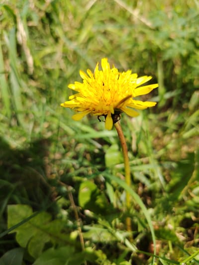 The image is a close-up, slightly angled shot of a single yellow dandelion flower with a fuzzy texture and jagged petals. The flower is positioned in the center-right of the frame, with its stem extending downwards towards the bottom. The background is a blur of green grass and foliage, suggesting an outdoor setting. Sunlight appears to be illuminating the scene from the right, casting subtle shadows. There are no people, buildings, or specific city landmarks visible in the image. The setting is consistent with a grassy area in Balashikha, Russia, during daylight.