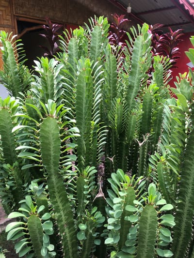 A dense cluster of green, columnar cacti with small, fleshy leaves and sharp thorns dominates the foreground of the image. The cacti vary in height and thickness, creating a textured and layered appearance. In the background, behind the cacti, are plants with deep red, elongated leaves, and a glimpse of a building with a red roof and a woven texture on its walls. The lighting suggests an outdoor environment, likely in a tropical or subtropical location, such as Tambonbaroh, Indonesia.