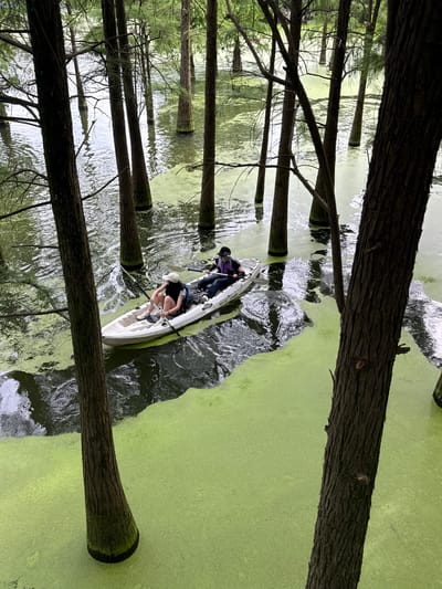 Two individuals are seated in a white kayak, navigating through a body of water covered in a thick layer of green algae. The kayak is positioned towards the left side of the frame, with one person in the front and the other in the back. Both individuals appear to be wearing hats and casual clothing. The water is surrounded by numerous tall, thin trees that rise directly from the water, their trunks appearing dark and textured. The environment suggests a natural setting, possibly a lake or swamp, with reflections visible on the water's surface. The presence of the kayak and people indicates recreational activity. The scene is observed from a high vantage point, looking down into the water and between the trees.