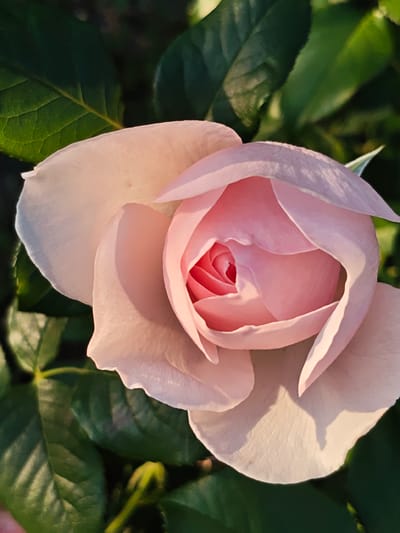 A close-up, high-angle shot captures a delicate pink rose in bloom. The rose is partially open, revealing tightly wound petals in the center. The outer petals are a lighter shade of pink, with some appearing almost white due to the lighting. The background consists of dark green leaves, out of focus, creating a bokeh effect. A small, green rose bud is visible towards the bottom left. The lighting suggests it is either early morning or late afternoon, with soft sunlight illuminating the petals. There are no people or signs of urban environment visible in the image. Therefore, it is not possible to determine the location in the city of Mława, Poland.