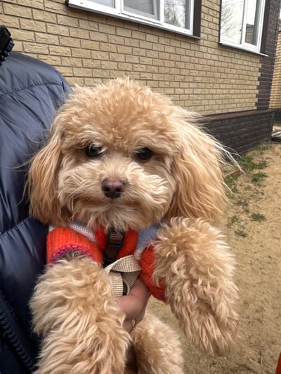 A tan-colored poodle wearing an orange and blue sweater with a tan-colored harness lies on top of a blue puffy coat. The dog is facing the camera. In the background is a light-colored brick building with white windows. Beyond the building is a glimpse of green foliage. The location is слобода Старая, Russia.