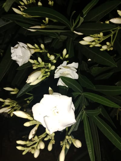 This media file displays a close-up, dark-toned shot of white flowers and their buds against a backdrop of dark green foliage. The lighting suggests it was taken at night or in a dimly lit environment. Several white flowers, some fully bloomed and others in bud, are visible, clustered on stems. The leaves are long, narrow, and pointed, characteristic of certain flowering plants. The overall impression is of a serene, natural setting, possibly a garden or a natural landscape, given the location context of Karşıyaka, Turkey. There are no people, visible text, or any specific activity depicted; the focus is solely on the botanical elements. The dark background and the light of the flowers create a stark contrast, emphasizing the delicate beauty of the blooms and buds. The image is rich in detail, allowing for close examination of the flower petals, the shape of the buds, and the texture of the leaves.