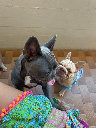 Two French Bulldogs are the main subjects in this image, with the foreground dominated by a close-up of a dark gray French Bulldog's head and neck. Its large ears are prominently displayed, and its mouth is open with its pink tongue hanging out. The dog appears to be looking upwards and slightly to the right. Behind and to the right of this dog, a lighter-colored French Bulldog is visible, wearing a light blue doggy shirt. This dog is lying down and looking towards the viewer, with its face scrunched up in a characteristic French Bulldog expression.

The background consists of a tiled floor with a pattern of brown and tan rectangular tiles. To the far left, a section of a light-colored, textured wall or surface is visible. To the right of the dogs, a person's leg is present, wearing brightly colored shorts or a skirt. The fabric features a vibrant pattern of green, blue, pink, and yellow with floral or paisley motifs, bordered by a fringe of small orange and pink pom-poms.

The lighting suggests it is daytime, possibly outdoors given the tiled floor which could be a patio or walkway. The perspective is from a high angle, looking down at the dogs. The overall mood is playful and lighthearted, as indicated by the dogs' expressions and the colorful clothing. No visible text is present in the image. The location context provided is San Benedetto del Tronto, Italy.
