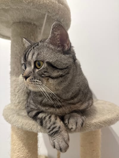 One domestic cat is depicted sitting on an elevated, beige-carpeted platform of a cat tree. The cat exhibits a silver tabby coat with distinct dark grey stripes, amber-yellow eyes, and prominent white whiskers. Its posture indicates it is looking towards the left, with its front paws placed on the platform. A rope-wrapped scratching post is partially visible below the platform. The background is an unadorned light-colored wall. The scene is located within an indoor environment in Latsia, Cyprus.