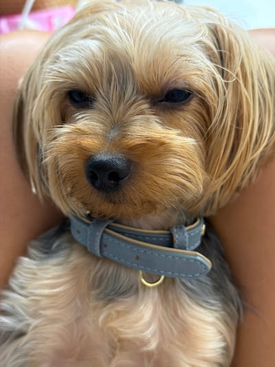 This is a close-up, eye-level, portrait-oriented photograph of a small, light-colored dog, likely a Yorkshire Terrier, lying down and being held. The dog is facing forward with its eyes partially closed, giving it a sleepy or relaxed appearance. Its fur is light blonde with some darker greyish-brown tones on its back and head. The dog is wearing a light blue collar with a gold buckle. The background is blurred, showing hints of skin, suggesting the dog is being held by a person, possibly on their lap. The lighting appears to be natural, and the overall mood is calm and affectionate. There is no visible text in the image. The context provided indicates the photo was taken in Thep Krasatti, Thailand.