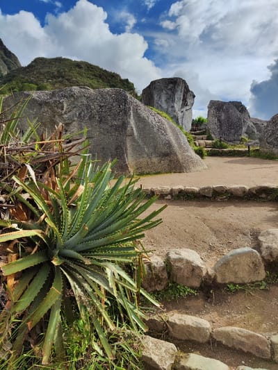 This media file presents a striking outdoor landscape, characteristic of an ancient historical site like Machupicchu, Peru. The foreground is dominated by a large, spiky plant with long, serrated green leaves, possibly a type of agave or bromeliad, situated on the lower left.
A dirt path, edged with irregularly shaped stones, winds through the midground, with stone steps visible ascending towards the right. Several massive, grey, weathered boulders and rock formations are prominent features, scattered across the midground and background. These rocks appear to be either natural geological formations or ancient, roughly hewn structures, hinting at the historical significance of the location.
In the background, verdant green mountains, densely covered with vegetation, rise majestically under a bright, partly cloudy sky. The sky features large, fluffy white clouds interspersed with patches of clear blue, suggesting pleasant daytime weather, likely late morning or early afternoon given the soft, natural light. No people or specific activities are visible, emphasizing the untouched nature of the ancient setting. There is no visible text in the image. The scene evokes a sense of ancient history, natural beauty, and rugged terrain.