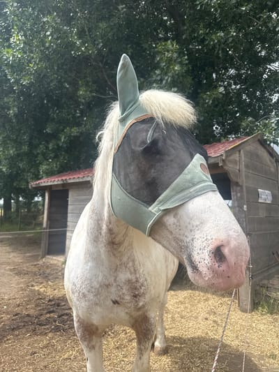 A white or light grey dapple horse is captured outdoors, seen from a low angle, its head tilted slightly upwards. The horse is wearing a light green mesh fly mask with brown trim and an emblem on the side. Its mane is white and fluffy, and its muzzle is pink and speckled. The background features a rustic wooden building with a red roof on the right and dense green foliage from trees on the left. The ground is covered with dry grass or hay. A rope, possibly part of a fence or tether, is visible across the mid-ground. The bright lighting indicates it is daytime. The scene suggests a rural or stable environment, possibly in a paddock or yard in Estaimpuis, Belgium. No specific activity other than standing is observed. There is no visible text.