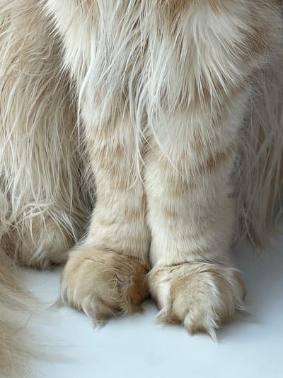 The image is a close-up shot of the front paws of a fluffy, light-colored animal, likely a cat, resting on a white surface. The fur is long and appears to be a mix of cream and light brown or ginger hues, with some strands appearing white. The paws are detailed, showing the soft fur and what appear to be claws slightly extended from the fluffy toe beans. The background is a plain white surface, suggesting an indoor environment. There is no indication of the location in the city of Rozsoshentsi, Ukraine, as the image solely focuses on the animal's paws and the immediate surface they are on.