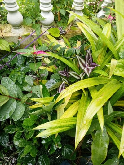 The image displays a close-up, slightly high-angle view of dense, wet vegetation in Khe Sanh Commune, Vietnam. In the upper portion, two weathered white stone balusters from a railing are partially visible, obscured by surrounding foliage. The scene is dominated by a variety of glistening plant leaves, indicative of recent precipitation or high humidity. Numerous long, strap-like leaves in shades of light green and yellowish-green are prominent on the right and center. Interspersed among the greenery are plants with distinctive purple and white-striped leaves, notably in the central and lower-left areas. A plant with bright pink and green variegated leaves is located in the upper left-center. Darker green, broader leaves with reddish stems are present on the left side, among other assorted green foliage. No individuals or animals are present.