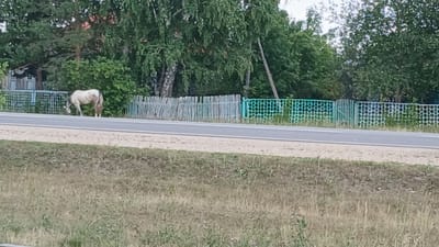 A light-colored horse with brown patches grazes near a road. The horse is positioned behind a fence, which is composed of vertical wooden planks and a section of green metal fencing with a circular pattern. Trees and vegetation form the background, with a hint of a wooden structure to the left. The scene appears to be in a rural or semi-rural area, possibly a village like Savvushka, Russia, given the typical fencing and natural landscape. The road surface is grey asphalt, and the foreground consists of dry grass and some small plants. The lighting suggests it is daytime, under an overcast sky.