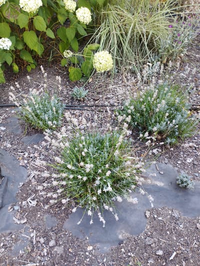 This image depicts a garden scene in the city of Hospozín, Czechia. The foreground features three lavender plants with pale purple or white flower spikes, interspersed with dry grass and mulch. Dark, irregular-shaped fabric or plastic ground cover is visible around the lavender plants. In the background, a large shrub with clusters of white flowers, possibly hydrangeas, is present, along with a clump of ornamental grass with thin, striped leaves. A small, silvery-green succulent-like plant is situated to the right of the lavender. The ground is covered in a mixture of soil, small stones, and wood chips. The lighting suggests an outdoor setting, likely during the daytime. There are no people or animals visible in the image.