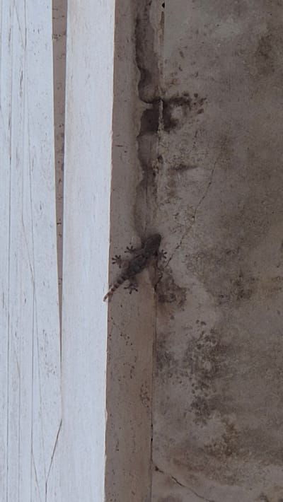 A small, mottled gray lizard, likely a gecko, is clinging to a textured, light-colored wall. The lizard is oriented horizontally, facing left, with its tail curved slightly upwards. Its body is slim, and its limbs are splayed, with visible toes gripping the rough surface. The wall appears weathered, with darker patches and a thin, vertical crack running above and to the left of the lizard. Below the wall, a lighter, smoother surface, possibly a ledge or a building facade, is visible, featuring horizontal lines. The lighting suggests daytime, and the overall impression is one of an outdoor environment. No people, text, or specific weather conditions are discernible. The scene is still and focused on the lizard and its immediate surroundings, creating a sense of quiet observation.