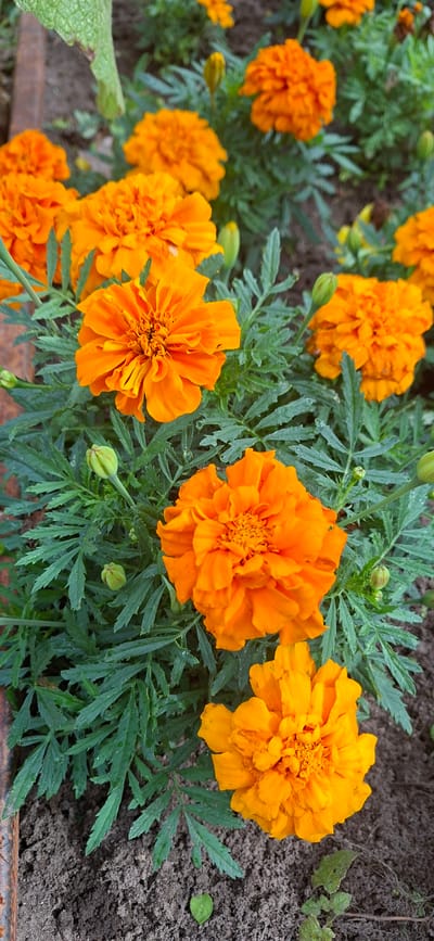 The image shows a close-up view of several bright orange marigold flowers and green foliage in a garden. There are at least five fully bloomed marigolds, with many petals layered and ruffled. Several green marigold buds are also visible, some tightly closed and others partially open. The leaves are a deep green, with a serrated edge characteristic of marigolds. The background consists of dark soil. The scene depicts a natural outdoor environment. The location is specified as Malda, Estonia.